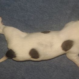 Kleine Munsterlander Puppies from Prairie State Kennel