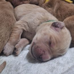 Green boy - Golden male Golden Retriever puppy in Westminster, Massachusetts from Gemstone Golden Retrievers