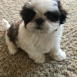 Shih Tzu Puppies from Winter Shih Tzus