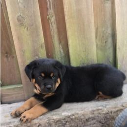 Rottweiler Puppies from Alpha Co. Rottweilers