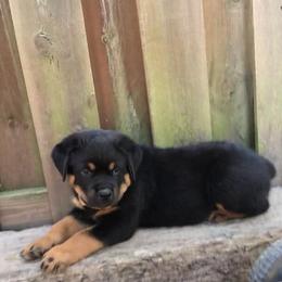 Rottweiler Puppies from Alpha Co. Rottweilers