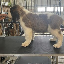 Saint Bernard Puppies from Steel City Saints