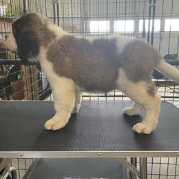 Saint Bernard Puppies from Steel City Saints
