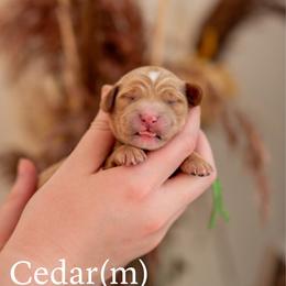 Cedar - Apricot male Goldendoodle puppy in Acton, Maine from Silver Pines Pups
