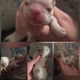 Margarita - Red and white female English Toy Spaniel puppy in Glenwood City, Wisconsin from NyaStar