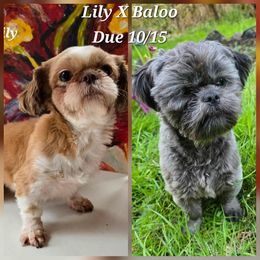 Shih Tzu puppies from Garrard Creek Shih Tzus