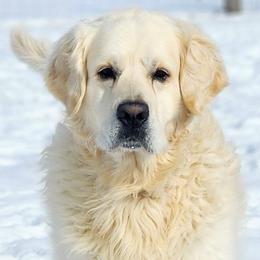 Golden Retrievers from Jack and Ginger’s Goldens