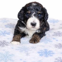 Baylor - Black tri-color male Aussiedoodle puppy in High Point, North Carolina from Kingsfield Doodles