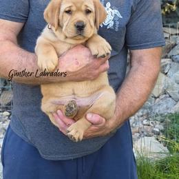 Skittles - Yellow female Labrador Retriever puppy in Utah County, Utah from Günther Labradors