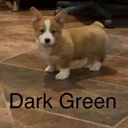 Girl 2 - Red female Pembroke Welsh Corgi puppy in Waxahachie, Texas from 4G Farms