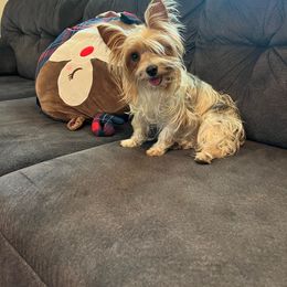 Lola - Yorkshire Terrier