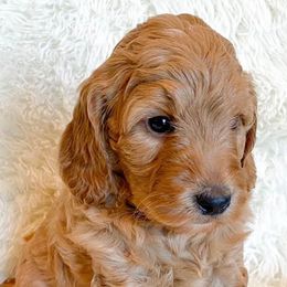 Goldendoodles and Labradoodles from Kurly K’s Doodles