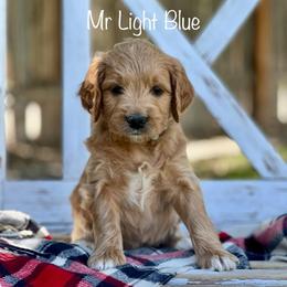 Mr Light Blue - Apricot male Goldendoodle puppy in South Jordan, Utah from JD Goldendoodles