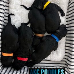 Aussiedoodle, Australian Shepherd, and Poodle Puppies from poodles-doodles standard