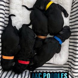 Aussiedoodle, Australian Shepherd, and Poodle Puppies from poodles-doodles standard