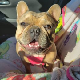 French Bulldogs from Tasha's Frenchies