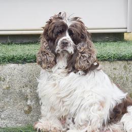 Cavalier King Charles Spaniels and Cocker Spaniels from Country View Puppies