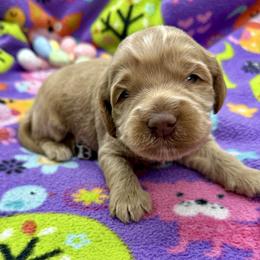 Sparky - Apricot male Australian Labradoodle puppy in Rhode Island from Highland Beach Labradoodles