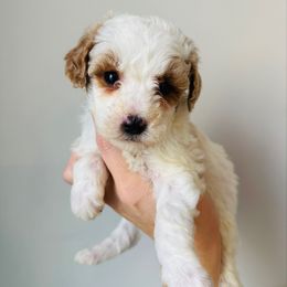 Oliver - Parti male Goldendoodle puppy in Auburn, Indiana from Martin’s Doodles
