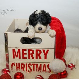Sheepadoodle Puppies from The Farms Precious Doodles