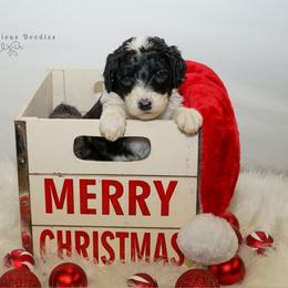 Sheepadoodle Puppies from The Farms Precious Doodles