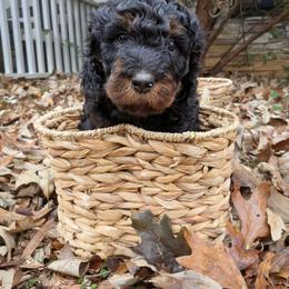 Bernedoodle Puppies from Home Grown Hearts Doodles
