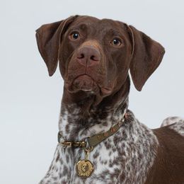 Camper - German Shorthaired Pointer