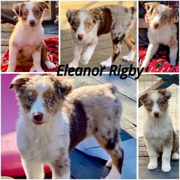 Eleanor Rigby - Red merle female Australian Shepherd puppy in Mid West, Illinois from Water's Edge Aussies