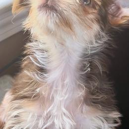 Yorkshire Terrier All Grown Up from Happy Days