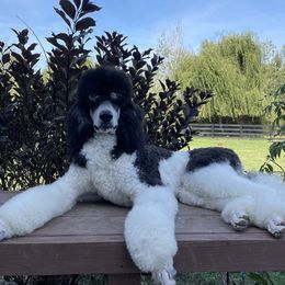 Sammy - Poodle