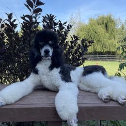Sammy - Poodle