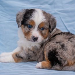 Miniature American Shepherds and Miniature Australian Shepherds from Impression Dogs