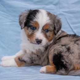 Miniature American Shepherds and Miniature Australian Shepherds from Impression Dogs