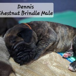 Boy 6 - Black brindle male Cane Corso puppy in Sandia, Texas from OneTime Cane Corso