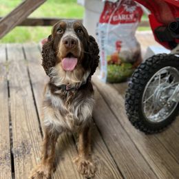 Pepper - English Springer Spaniel
