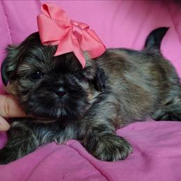 Brindle girl - Brindle female Shih Tzu puppy in Memphis, Tennessee from Thorntons Fur Crew