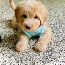 Poodle and Whoodle Puppies from Genesis Family Farm