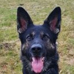 Dana - German Shepherd