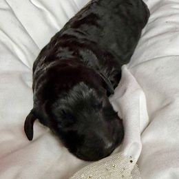 Lucy - Black female Pyredoodle puppy in Willacoochee, Georgia from Kitandkboodle's Doodles