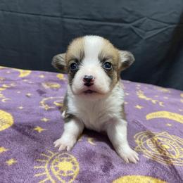Doc - Red male Pembroke Welsh Corgi puppy in Barstow, California from Caldwell’s Corgis of Southern California
