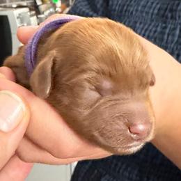 Girl 2 purple collar - Red female Cavapoo puppy in Pasco, Washington from Beth's Cavapoos