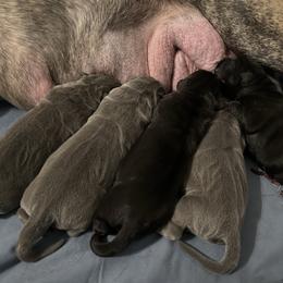 Boy 3 - Black brindle male Cane Corso puppy in Clewiston, Florida from Far From Average Kennels