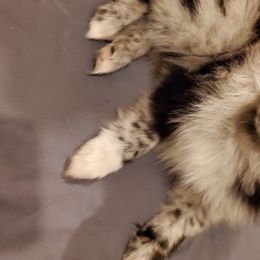 Pomeranian Puppies from Pampered Pomeranians