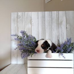 Australian Shepherd Puppies from Sakari Australian Shepherds