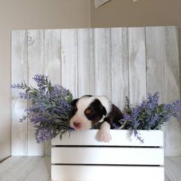 Australian Shepherd Puppies from Sakari Australian Shepherds