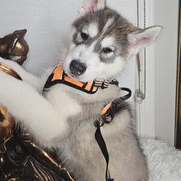 Siberian Husky Puppies from Springfield Huskies