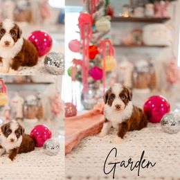 Garden - Brown and white male Aussiedoodle puppy in Inman, South Carolina from Dark Corner Doodles
