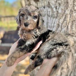 Oreo- Pink Collar - Merle female Goldendoodle puppy in Bay City, Texas from Charming Doods Goldendoodles