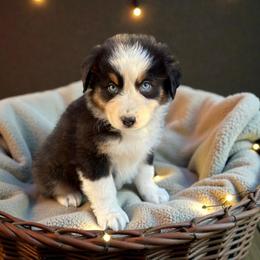 Cooper Lara - Black tri-color male Australian Shepherd puppy in Statesville, North Carolina from Charming Australian Shepherds