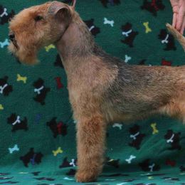 Cajsa - Lakeland Terrier